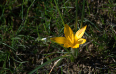 Crocus angustifolius