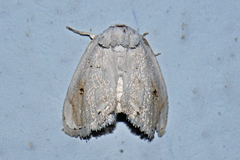 Niphopyralis