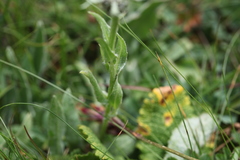 Centaurea cheiranthifolia
