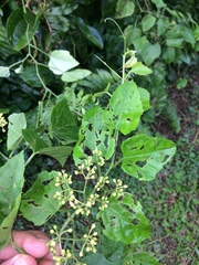 Cissus fragilis