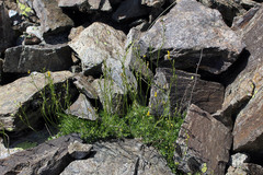 Draba scabra