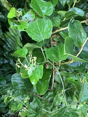 Cissus fragilis