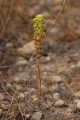 Sideritis montana montana