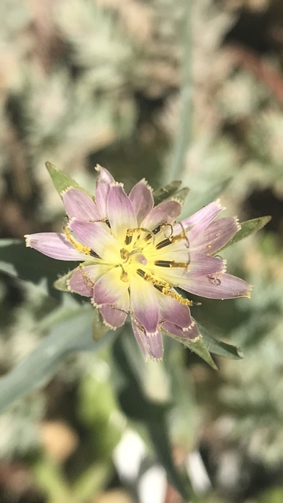 Tragopogon montanus