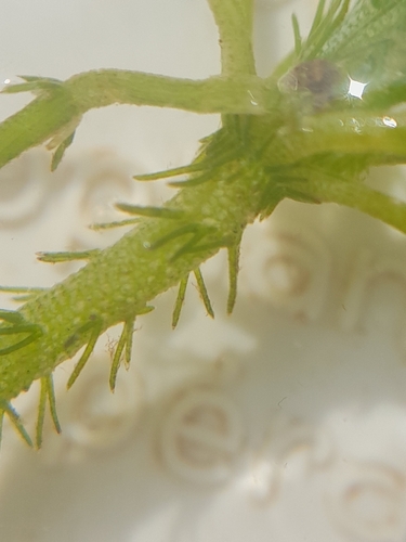 Image of Chara aculeolata by (c) Andre Hosper, some rights reserved (CC BY)