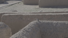 Salpinctes obsoletus