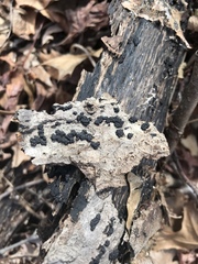 Annulohypoxylon truncatum