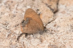 Cyllopsis pertepida
