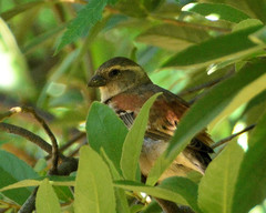 Passer melanurus vicinus