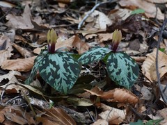 Trillium maculatum