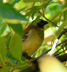 Passer melanurus vicinus