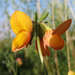 Lotus × ucrainicus - Photo (c) Sergey Mayorov, algunos derechos reservados (CC BY-NC), uploaded by Sergey Mayorov