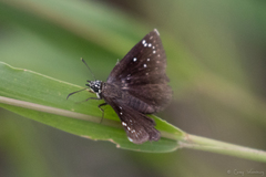 Pholisora