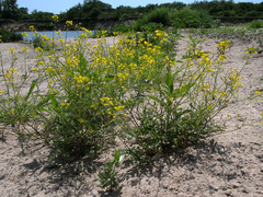 Rorippa brachycarpa