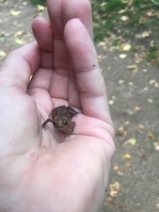 Bufo bufo