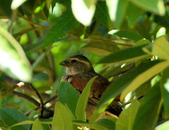 Passer melanurus vicinus