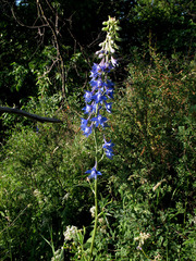 Delphinium schmalhausenii