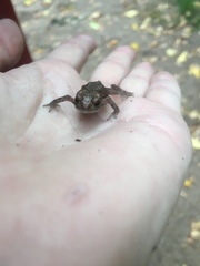 Bufo bufo