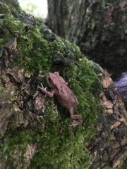 Bufo bufo
