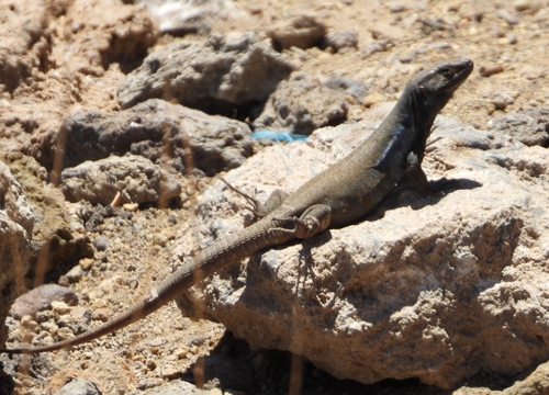 Tenerife Lizard, Teide, photo 6 of 10