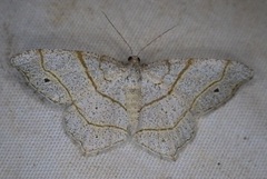 Trigrammia quadrinotaria