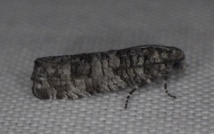 Retinia gemistrigulana