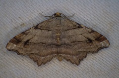 Macaria multilineata