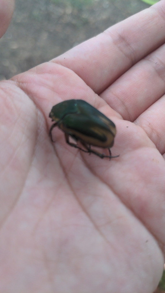 Common Green June Beetle In August 2023 By LizzyA10 INaturalist   Large 