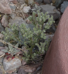 Cryptantha maritima