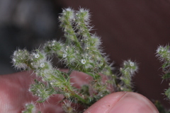 Cryptantha maritima