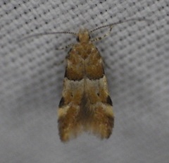 Theisoa constrictella