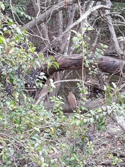 Sciurus niger