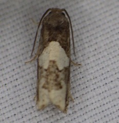 Epiblema otiosana