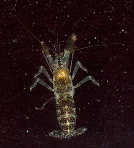 taxonomy_inaturalist image for Alpheus cristulifrons