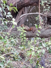 Sciurus niger