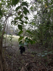 Ligustrum lucidum