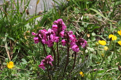 Pedicularis nordmanniana