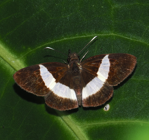 Thoria Skipper