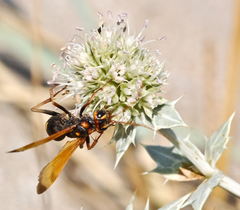 Cryptocheilus octomaculatus