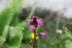 Pedicularis nordmanniana