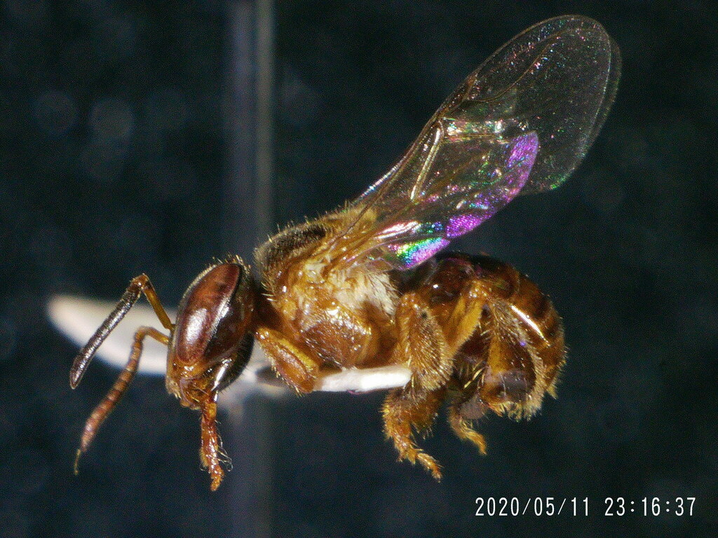 Tetragonula minangkabau