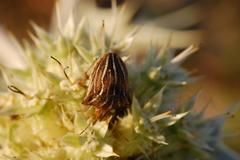 Ancyrosoma leucogrammes