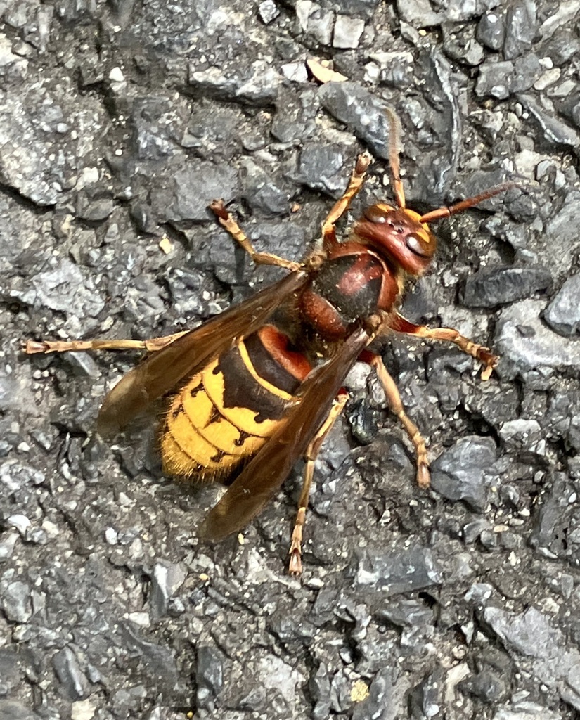 European Hornet From Clarksburg MD USA On August 30 2023 At 02 07 PM   Large 