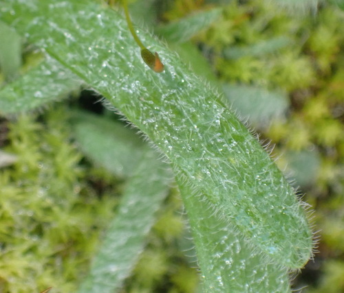 Image of Drimia haworthioides by (c) Nicola van Berkel, some rights reserved (CC BY-SA)