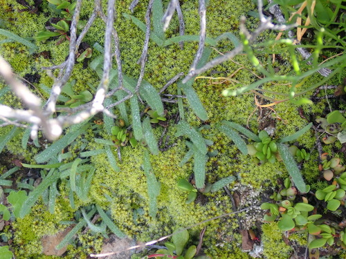 Image of Drimia haworthioides by (c) Nicola van Berkel, some rights reserved (CC BY-SA)