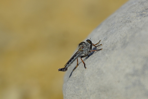 Efferia tuberculata