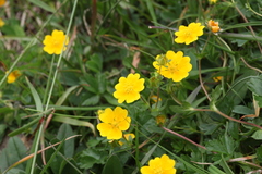 Potentilla gelida