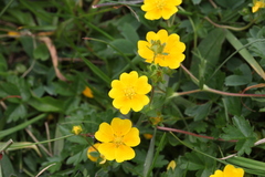 Potentilla gelida