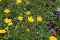 Potentilla gelida