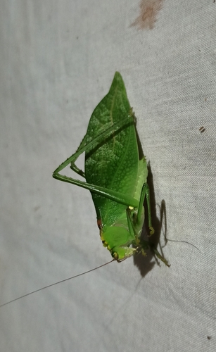 Stilpnochlora incisa